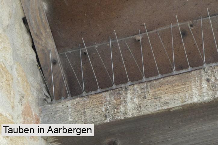Tauben in Aarbergen